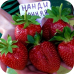 Рассада Клубники "Нанди" > описание, цена